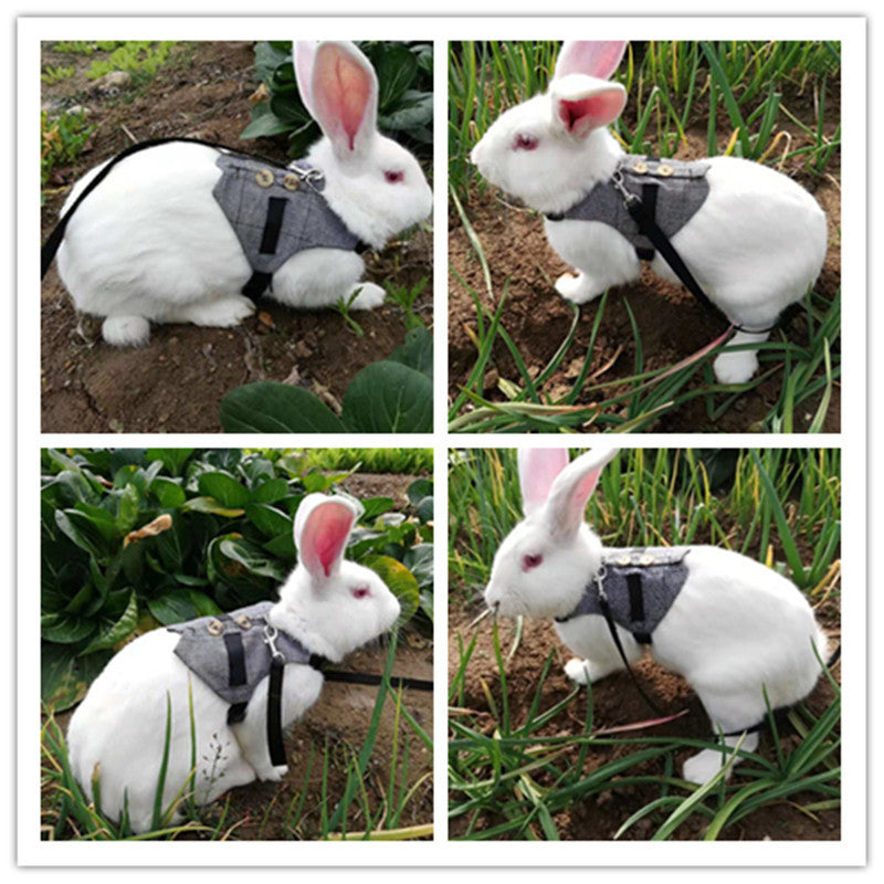 Rabbit Harness and Dress