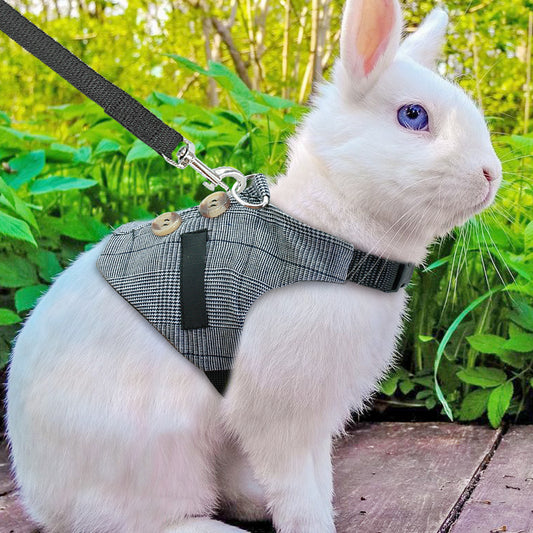 Rabbit Harness and Dress