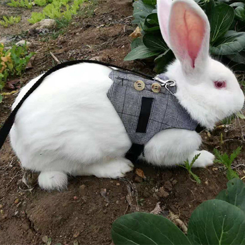 Rabbit Harness and Dress
