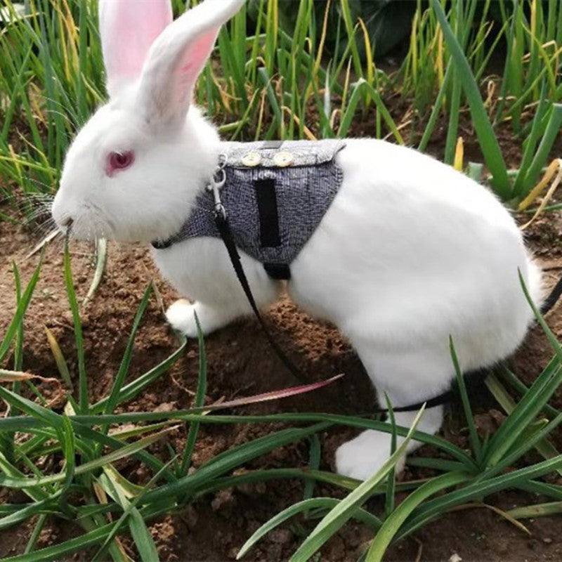 Rabbit Harness and Dress