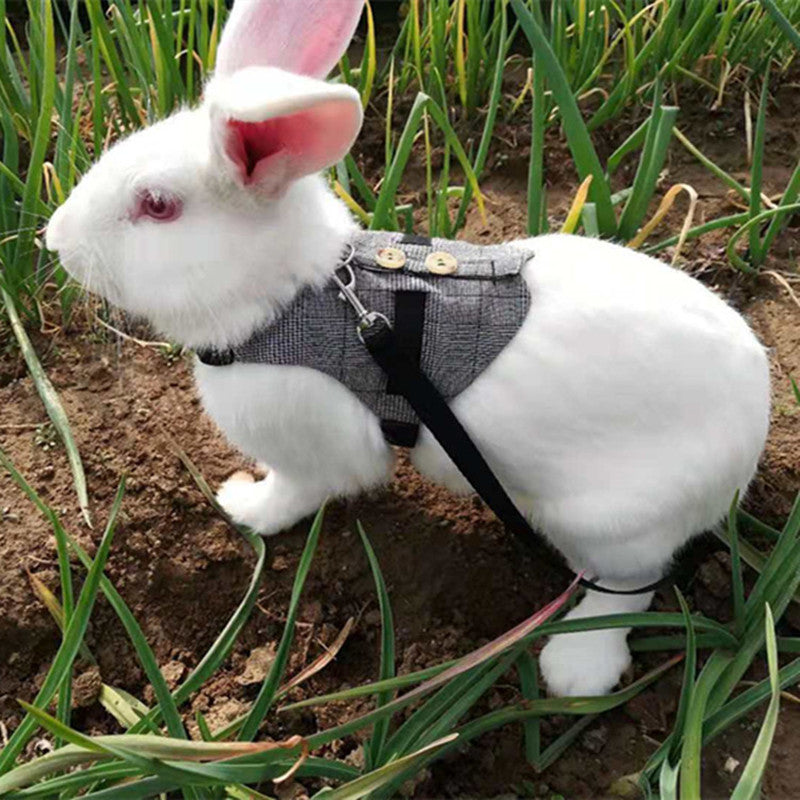 Rabbit Harness and Dress